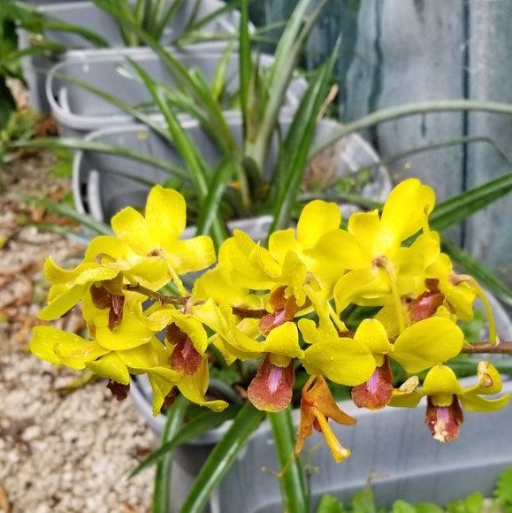 Meet L - Picture 2 of 2